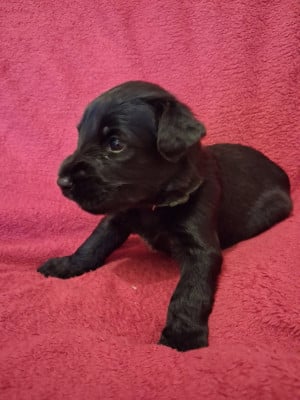 Les chiots de Berger de Brie