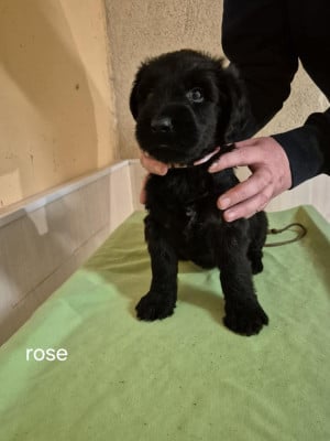 Les chiots de Berger de Brie