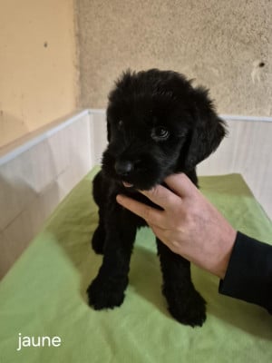 Les chiots de Berger de Brie