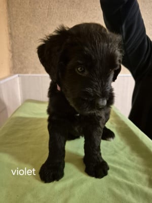 Les chiots de Berger de Brie