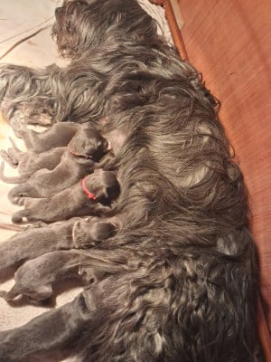 CHIOT 1 - Berger de Brie