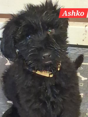 Les chiots de Berger de Brie