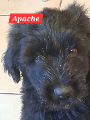 Les chiots de Berger de Brie