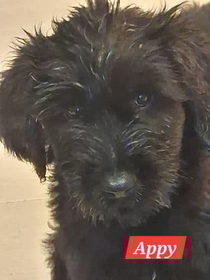 Les chiots de Berger de Brie