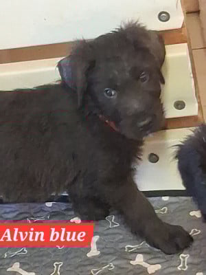 Les chiots de Berger de Brie