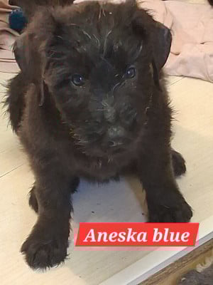 Les chiots de Berger de Brie