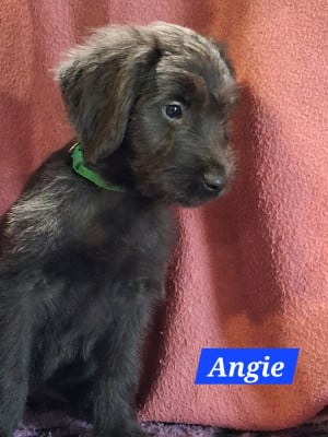 Les chiots de Berger de Brie