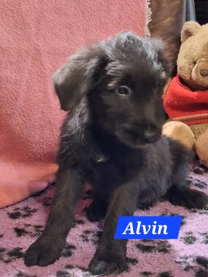 Les chiots de Berger de Brie