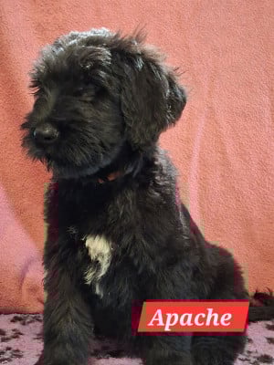 Les chiots de Berger de Brie