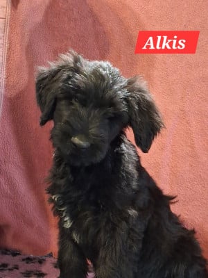 Les chiots de Berger de Brie