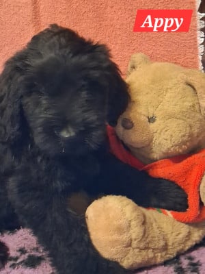 Les chiots de Berger de Brie