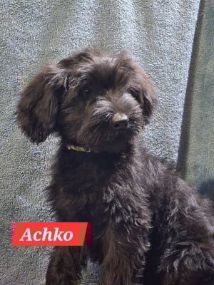 Les chiots de Berger de Brie