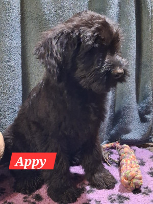 Les chiots de Berger de Brie