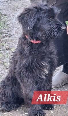 Les chiots de Berger de Brie