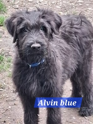 Les chiots de Berger de Brie