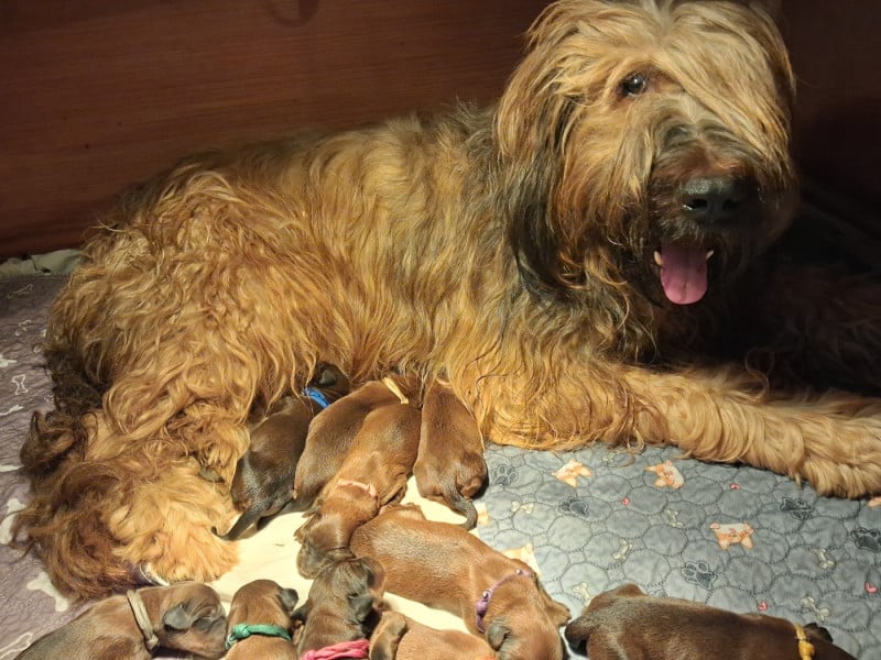 Berger de Brie - De La Baie Des Sables