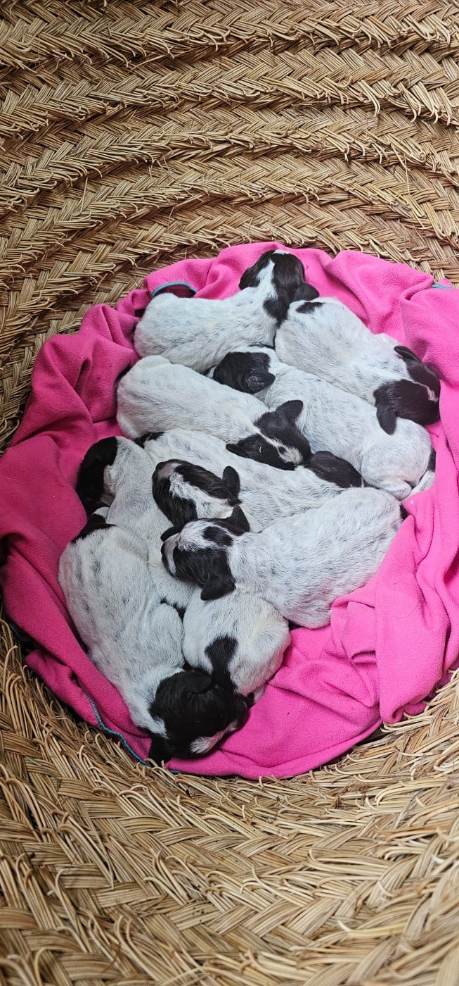 CHIOT 2 - Griffon d'arrêt à poil dur Korthals