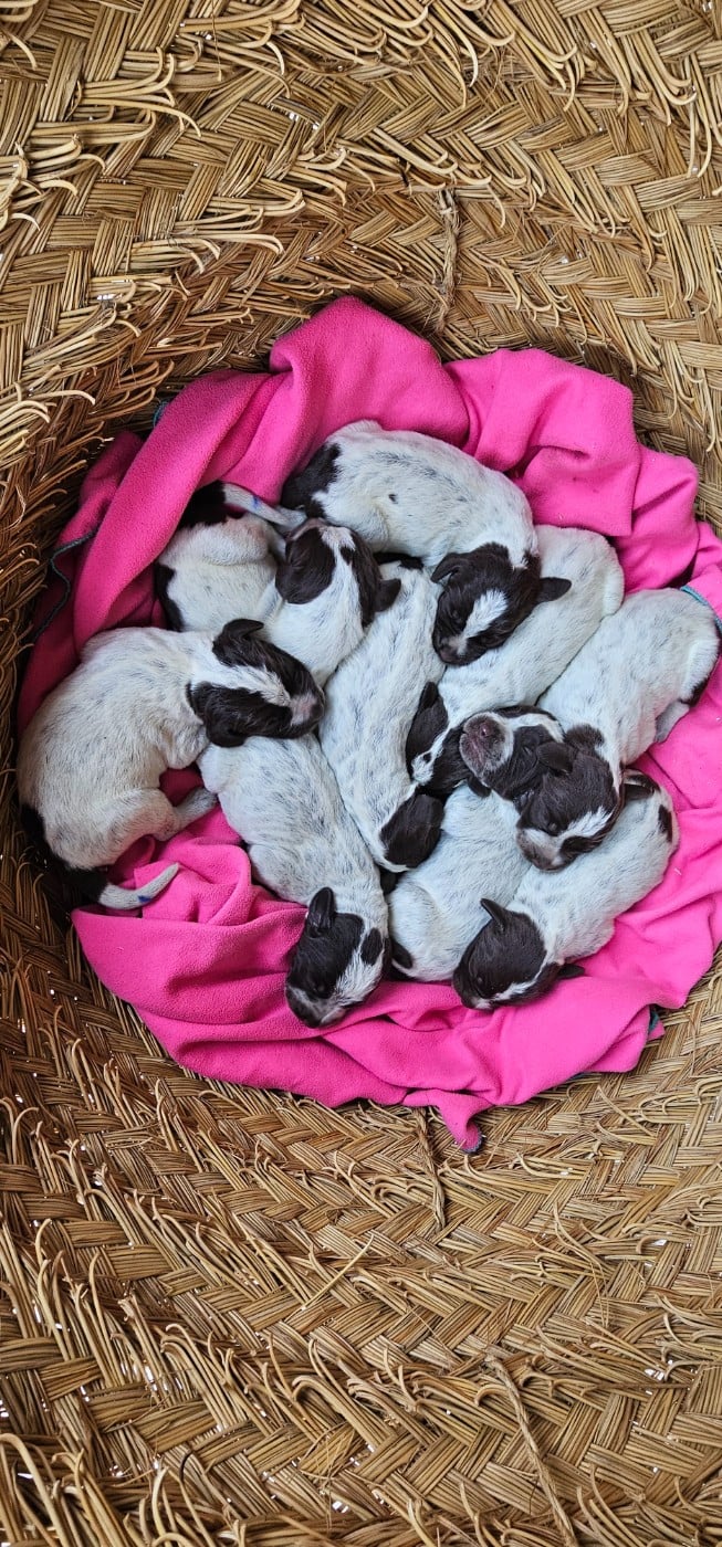CHIOT 4 - Griffon d'arrêt à poil dur Korthals