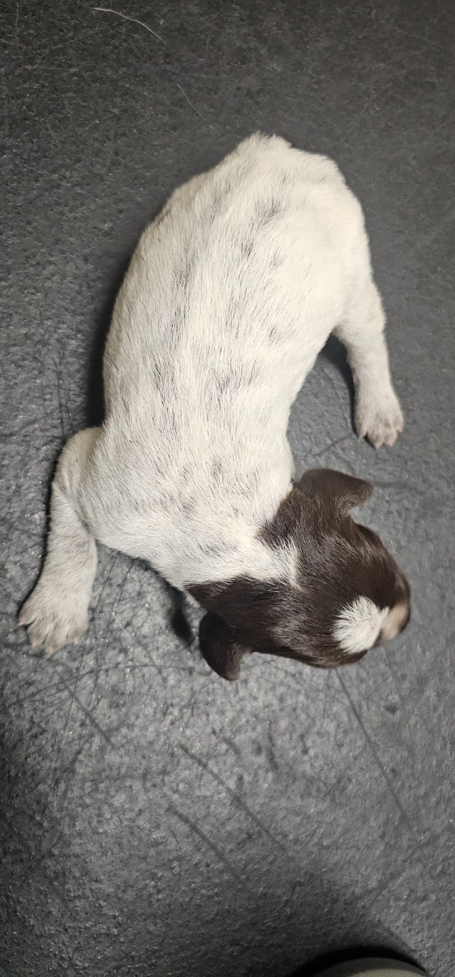 CHIOT 7 - Griffon d'arrêt à poil dur Korthals