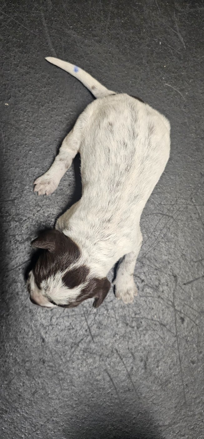 CHIOT 8 - Griffon d'arrêt à poil dur Korthals