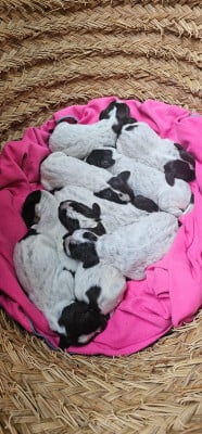 Les chiots de Griffon d'arrêt à poil dur Korthals