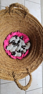 Les chiots de Griffon d'arrêt à poil dur Korthals