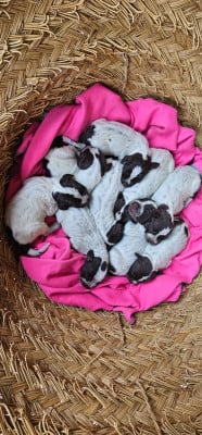 Les chiots de Griffon d'arrêt à poil dur Korthals