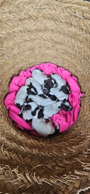 Les chiots de Griffon d'arrêt à poil dur Korthals