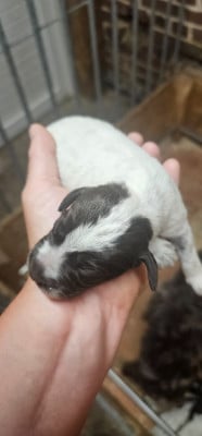 Les chiots de Griffon d'arrêt à poil dur Korthals