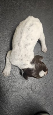 Les chiots de Griffon d'arrêt à poil dur Korthals