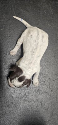 Les chiots de Griffon d'arrêt à poil dur Korthals