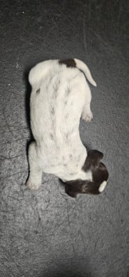 Les chiots de Griffon d'arrêt à poil dur Korthals