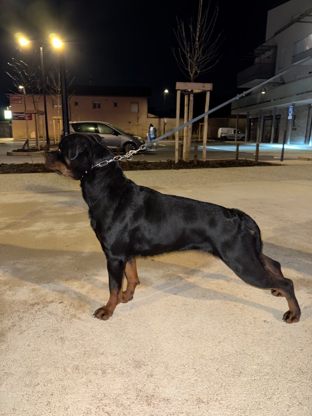 Publication : The Descendants Of The King