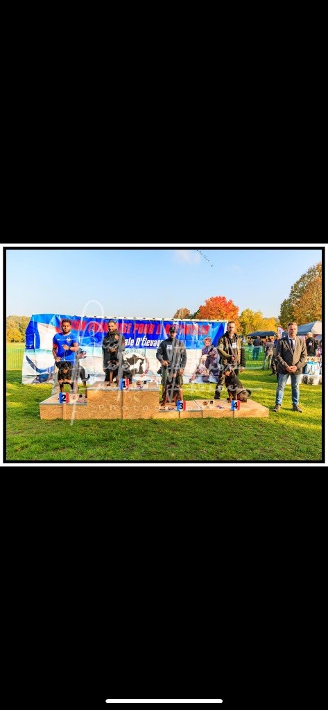 Alpha The Descendants Of The King