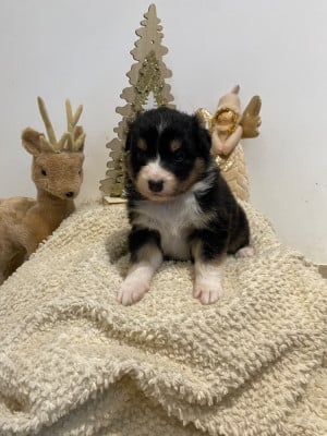 Les chiots de Berger Australien