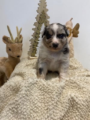 Les chiots de Berger Australien