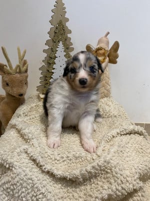 Les chiots de Berger Australien