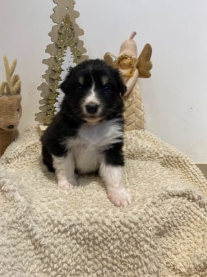 Les chiots de Berger Australien