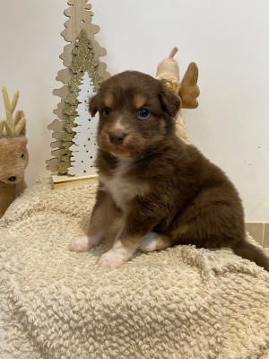 Les chiots de Berger Australien