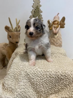 Les chiots de Berger Australien