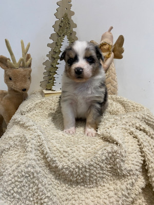 Les chiots de Berger Australien