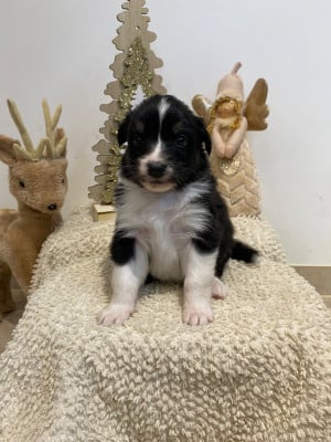 Les chiots de Berger Australien