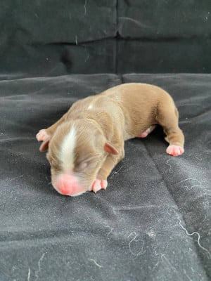 Les chiots de Berger Américain Miniature 