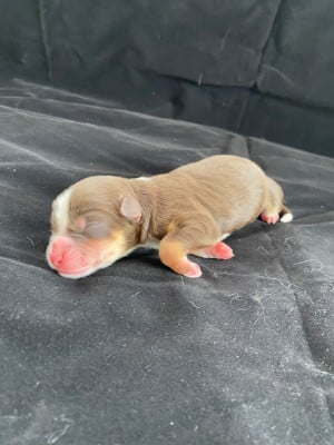 Les chiots de Berger Américain Miniature 