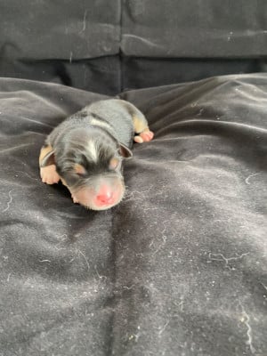 Les chiots de Berger Américain Miniature 