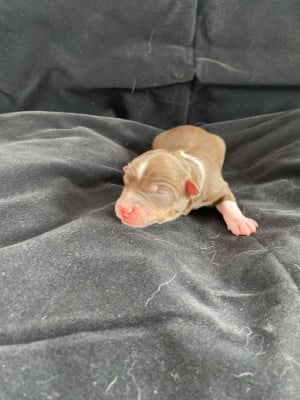 Les chiots de Berger Américain Miniature 