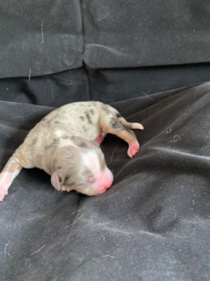 Les chiots de Berger Américain Miniature 