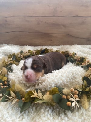 Les chiots de Berger Américain Miniature 