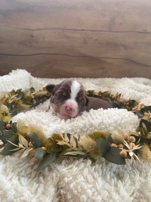 Les chiots de Berger Américain Miniature 