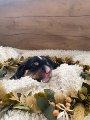 Les chiots de Berger Américain Miniature 